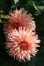 A close up of peachy-pink Dahlia flowers of the `Preference` variety, growing in a garden Royalty Free Stock Photo