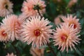 A close up of peachy-pink Dahlia flowers of the variety `Preference` in a garden Royalty Free Stock Photo