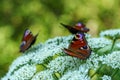 Close up of peacock butterflies on a large white flower Royalty Free Stock Photo