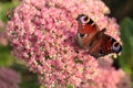 peacock butterfly on pink flower Royalty Free Stock Photo