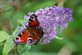 Close up of a Peacock Butterfly on a purple budlea flower Royalty Free Stock Photo