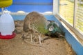 close up of peacock in cage Royalty Free Stock Photo