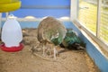close up of peacock in cage Royalty Free Stock Photo
