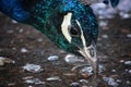 Close up of a peacock drinking water from puddle Royalty Free Stock Photo