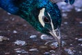 Close up of peacock drinking water from puddle Royalty Free Stock Photo