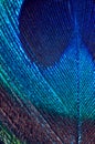 Peacock feather detail Royalty Free Stock Photo