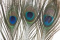 Close Up Peacock Feather Royalty Free Stock Photo