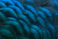 Close-up of the peacock feathers .Macro blue feather, Feather, Bird, Animal. Macro photograph