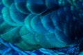 Close up of the peacock feathers .Macro blue feather, Feather, Bird, Animal. Macro photograph Royalty Free Stock Photo