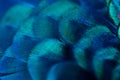 Close up of the  peacock feathers .Macro blue feather, Feather, Bird, Animal. Macro photograph Royalty Free Stock Photo