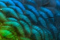 Close-up of the  peacock feathers .Macro blue feather, Feather, Bird, Animal. Macro photograph Royalty Free Stock Photo