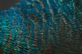 Close-up of the  peacock feathers .Macro blue feather, Feather, Bird, Animal. Macro photograph Royalty Free Stock Photo