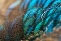 Close-up of the  peacock feathers .Macro blue feather, Feather, Bird, Animal. Macro photograph Royalty Free Stock Photo