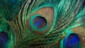 Close-up of peacock feathers with a play of green and blue hues, radiating intricate patterns