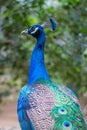 Close up peacock head and half body Royalty Free Stock Photo