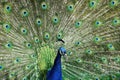 Close up of a peacock Royalty Free Stock Photo