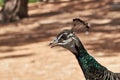 Close up of peacock head Royalty Free Stock Photo