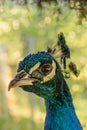 Close up of peacock head, portrait of blue peacock Royalty Free Stock Photo