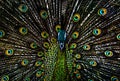 Close up peacock at ragunan zoo jakarta Royalty Free Stock Photo