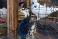 Close-up of a peacock raised in a farm Royalty Free Stock Photo