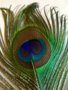 Close up of a Peacock's feather