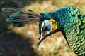 Close-up of a peacock\'s head in profile