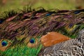 Close-up of peacock showing iridescent feathers