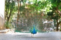 Close up of peacock showing its beautiful feathers. Royalty Free Stock Photo