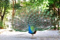 Close up of peacock showing its beautiful feathers. Royalty Free Stock Photo