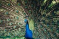 Close up of peacock showing its beautiful feathers. Beautiful peacock male displaying his tail Royalty Free Stock Photo