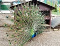 Close up of peacock showing its beautiful feathers. Beautiful peacock. male peacock displaying his tail feathers. Spread tail- Royalty Free Stock Photo