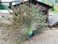 Close up of peacock showing its beautiful feathers. Male peacock displaying his tail feathers. Spread tail-feathers are dating. Royalty Free Stock Photo