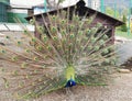 Close up of peacock showing its beautiful feathers. Male peacock displaying his tail feathers. Spread tail-feathers are dating. Royalty Free Stock Photo