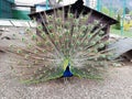 Close up of peacock showing its beautiful feathers. Beautiful peacock. male peacock displaying his tail feathers. Spread tail- Royalty Free Stock Photo