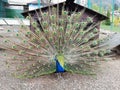 Close up of peacock showing its beautiful feathers. Male peacock displaying his tail feathers. Spread tail-feathers are dating. Royalty Free Stock Photo