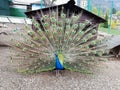 Close up of peacock showing its beautiful feathers. Male peacock displaying his tail feathers. Spread tail-feathers are dating. Royalty Free Stock Photo