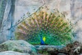 Close up of peacock showing its beautiful feathers. male peacock displaying his tail feathers. Spread tail-feathers of peacock are Royalty Free Stock Photo