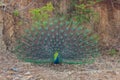 Close up of peacock showing its feathers. Beautiful peacock. male peacock displaying his tail feathers. Spread tail-feathers of