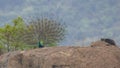 Close up of peacock showing its feathers. Beautiful peacock. male peacock displaying his tail feathers. Spread tail-feathers of