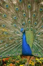 Close up of peacock spreading tail feathers standing on pansy fl