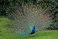 Close up of a Peacock Royalty Free Stock Photo