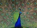 Close up of a Peacock