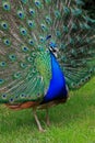 Close up of a Peacock