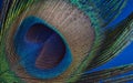 Close Up of a peacocks feather Royalty Free Stock Photo