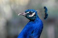 Close up of a peacocks head