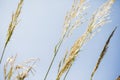 Close-up of peaking lush reed golden growing plants against the clear blue sky, growth concept background with copy space.