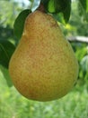 Close-up of pear