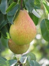 Close-up of pear