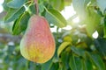 Large pear in the summer garden.