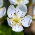 Close up on pear flower Royalty Free Stock Photo